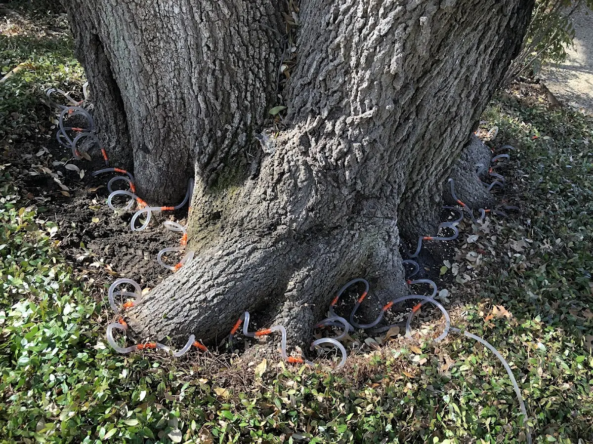 Detailed Tree Cabling and Bracing job site in Whitewright